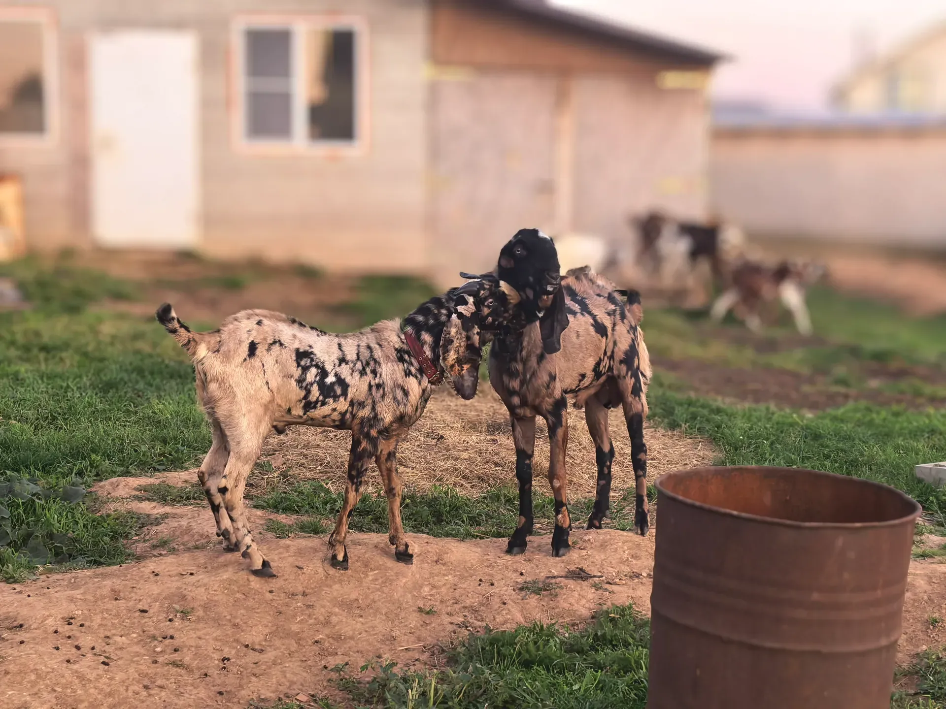 Фотография из жизни хозяйства Россия-Восток, кадр 46
